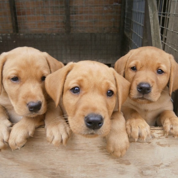 labs Other - Bundle and Save!